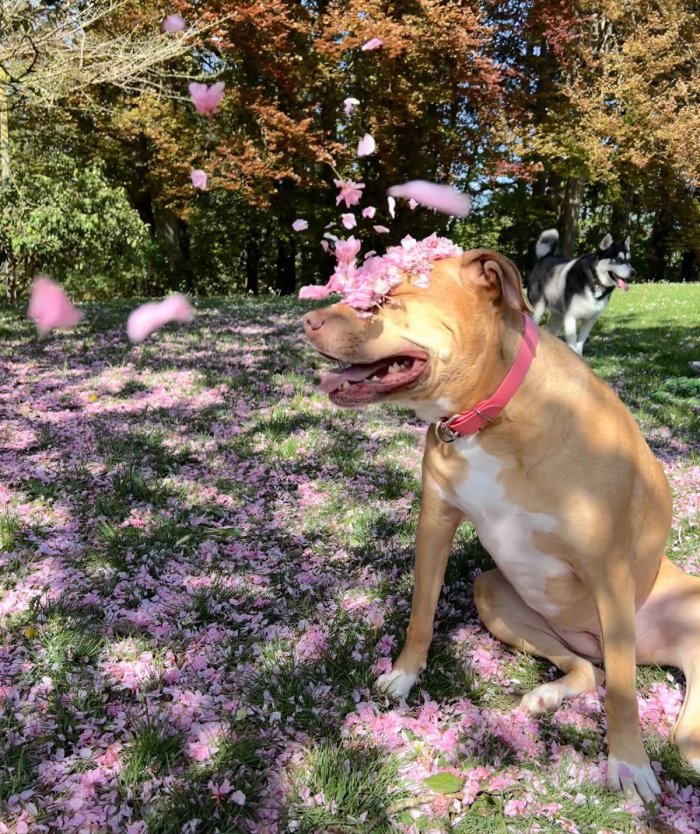 dog petals funny