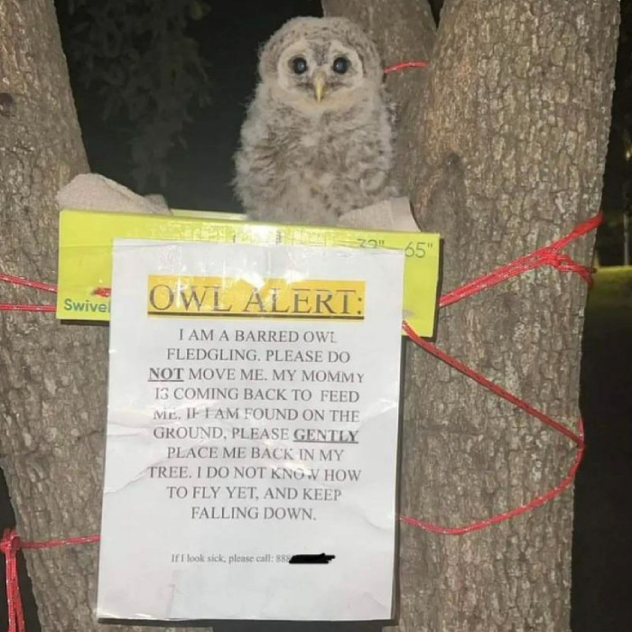 owl