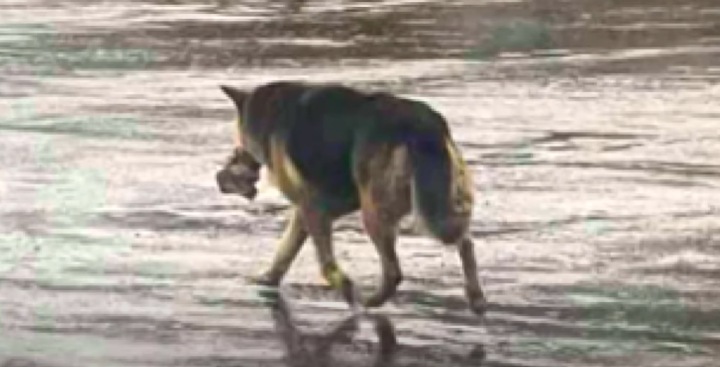 stray dog rescued