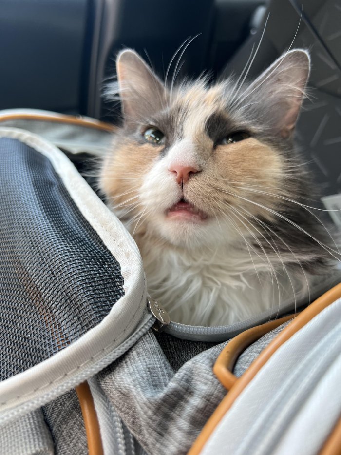 cat funny after surgery face