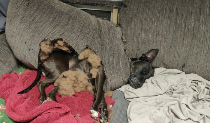 dog pillow couch