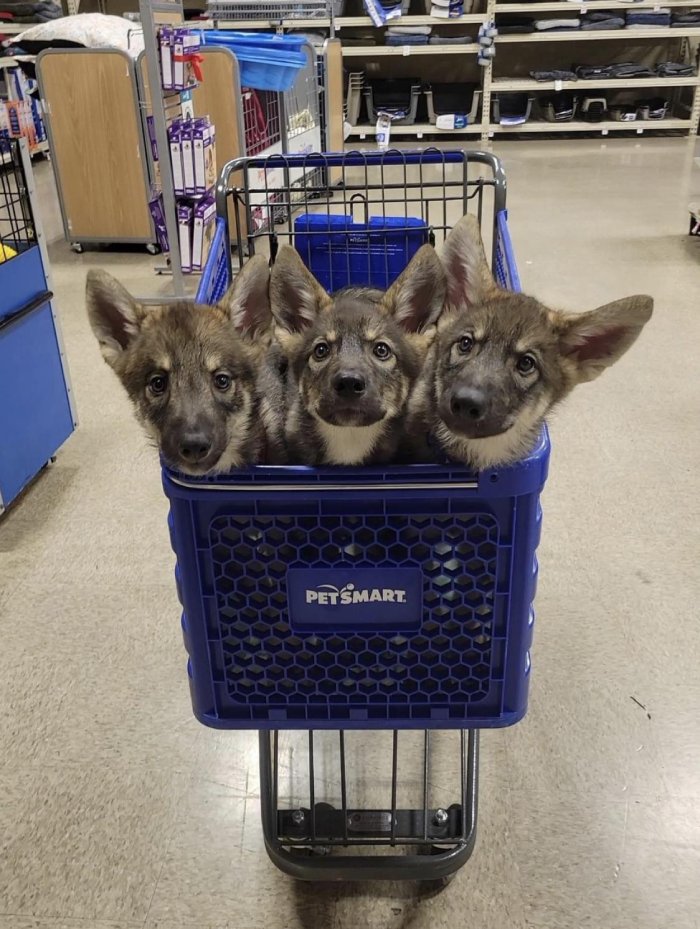 cerberus