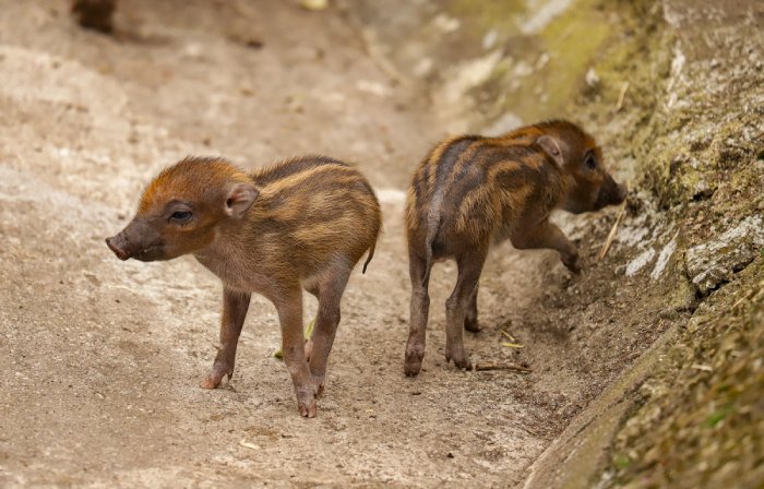 warty pigs
