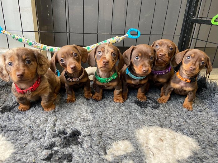 puppies lined up