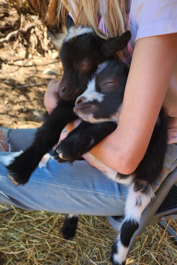 baby goats sleeping in arms