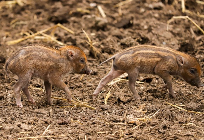 warty pigs