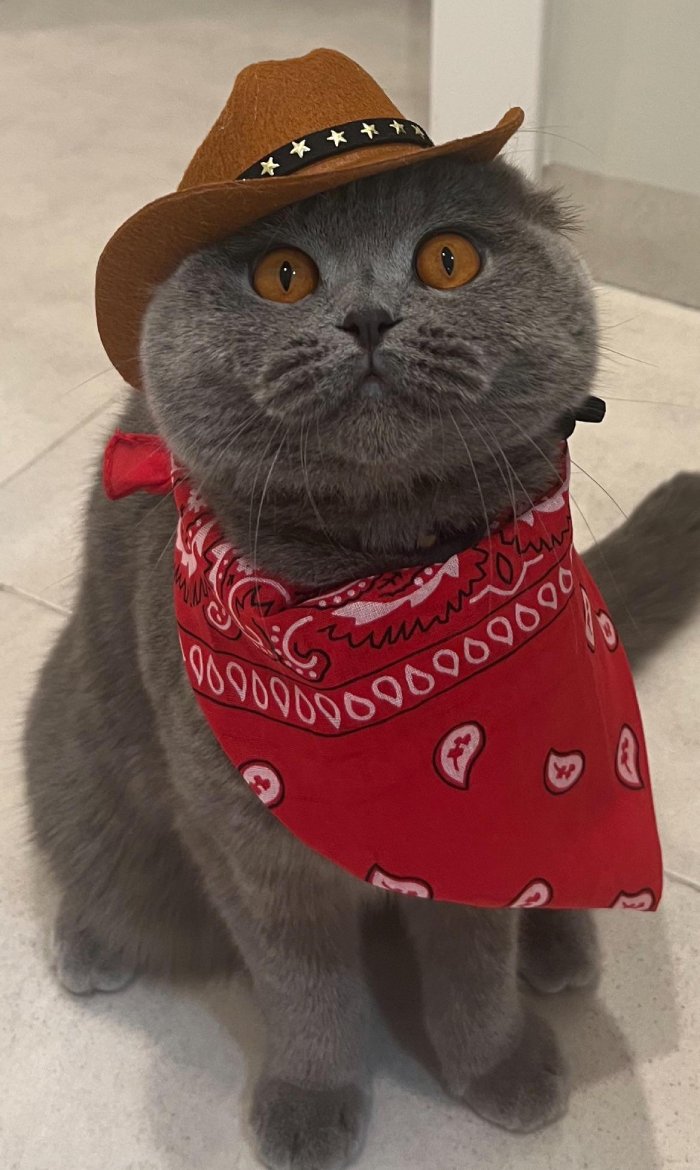 cat cowboy