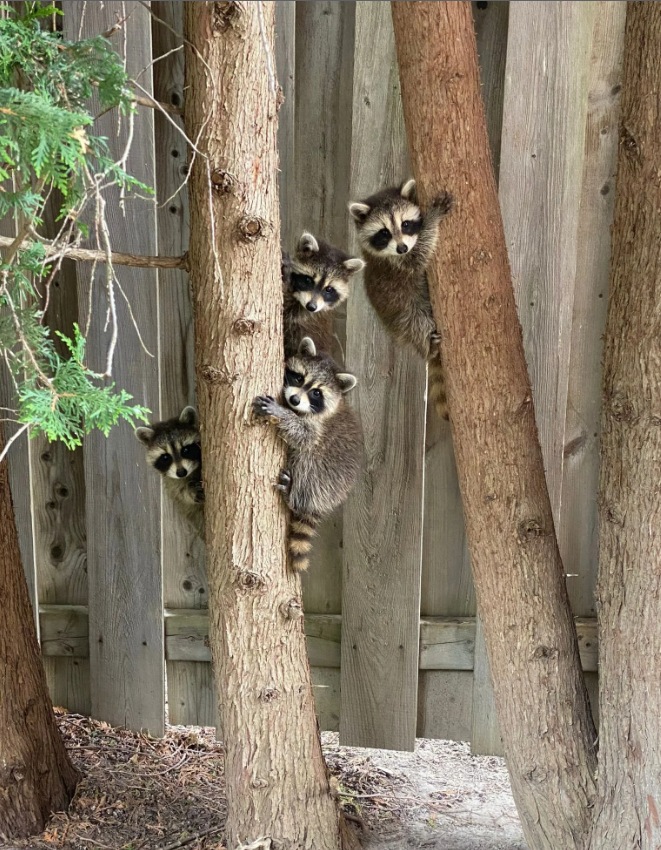 family of raccoons