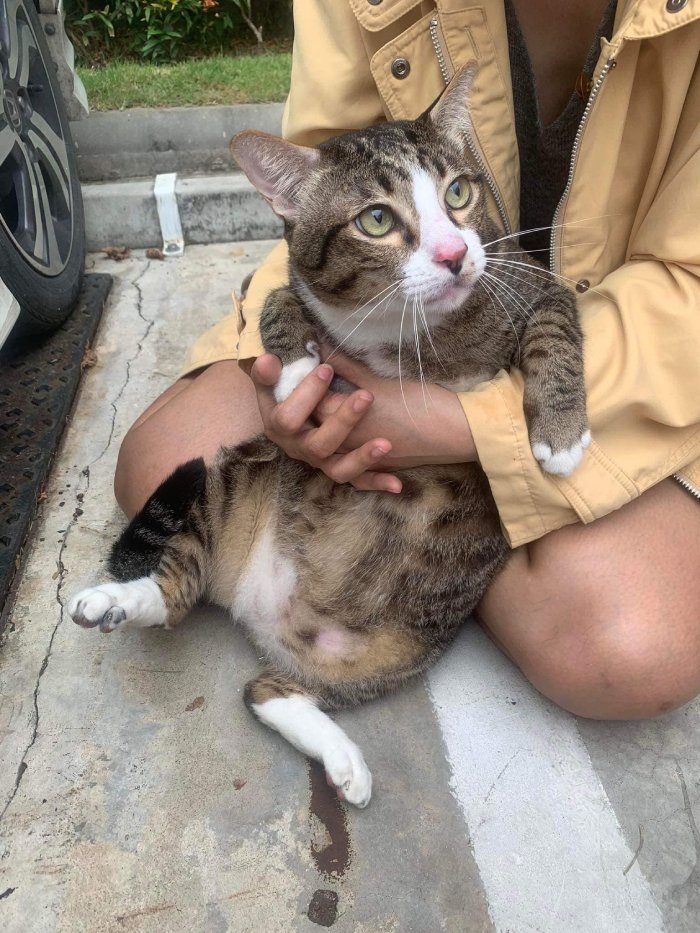 cat falls from building through windshield of car