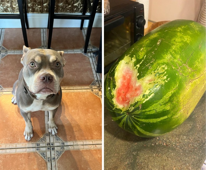 dog watermelon