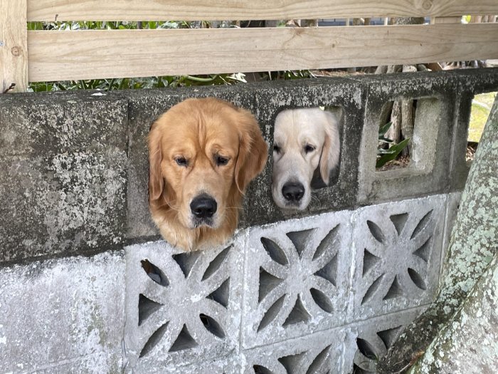 dogs watch through fence