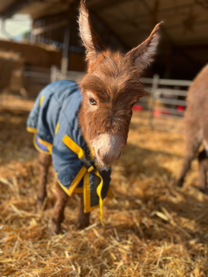 baby donkey