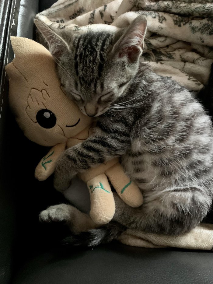 kitten loves stuffy
