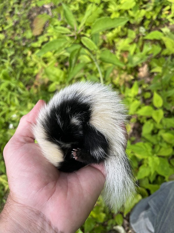 skunk sleeping