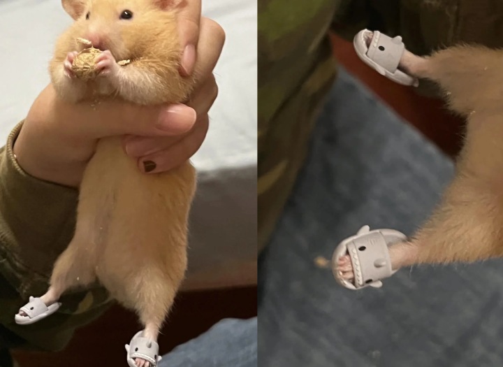 shark slippers hamster