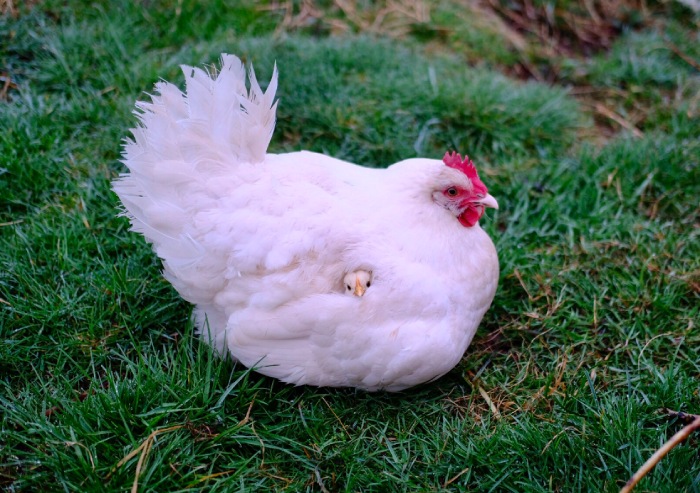 chicken hiding in mom