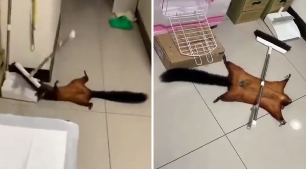 Dramatic Flying Squirrel Faked Own Death Video