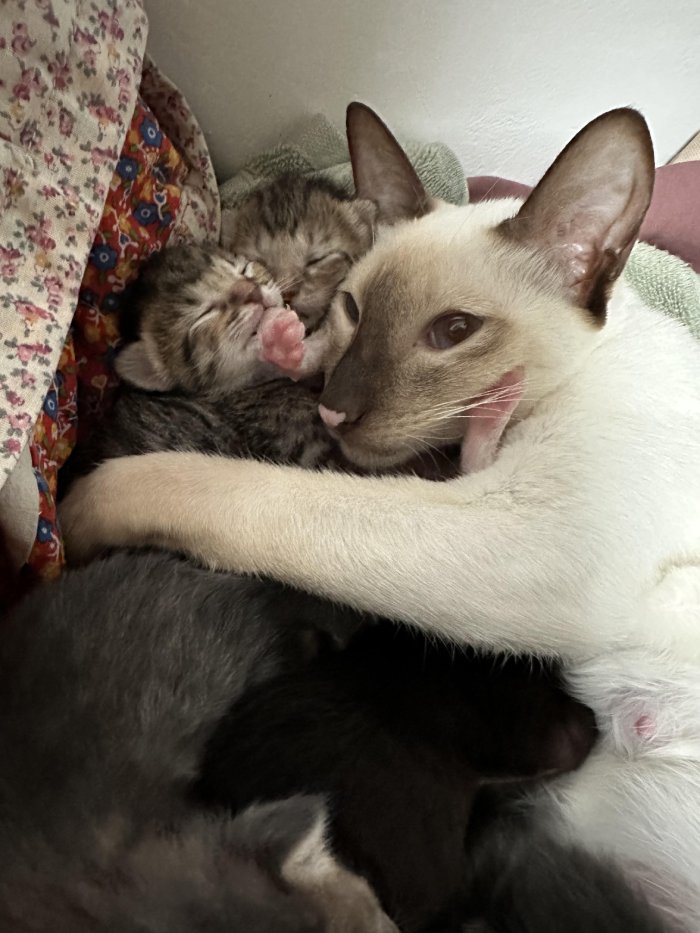 cat babies