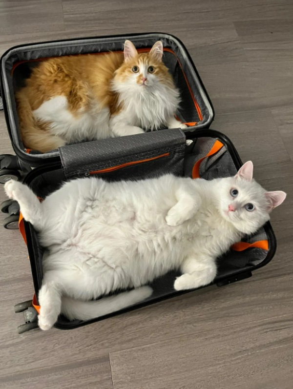 cats in suitcases