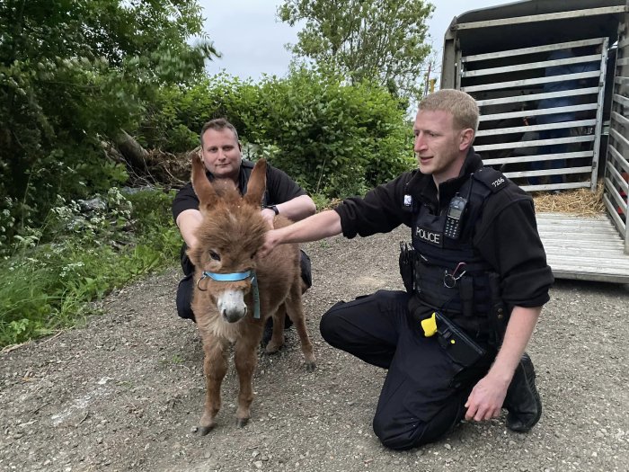 baby donkey