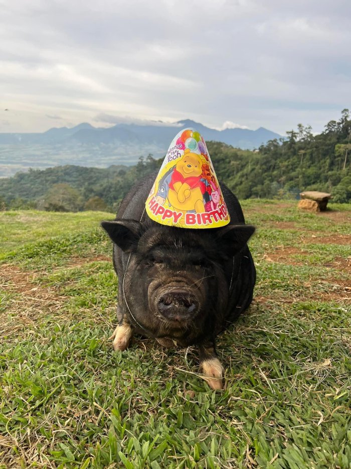 pig birthday