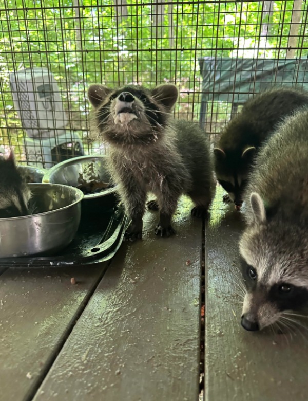 baby raccoons