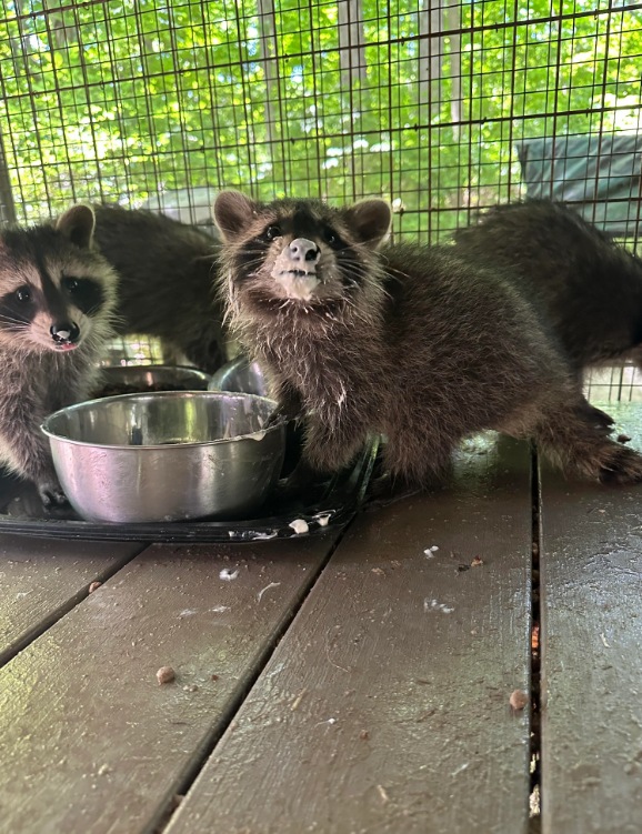 baby raccoons