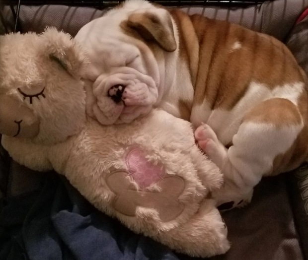 dog and teddy
