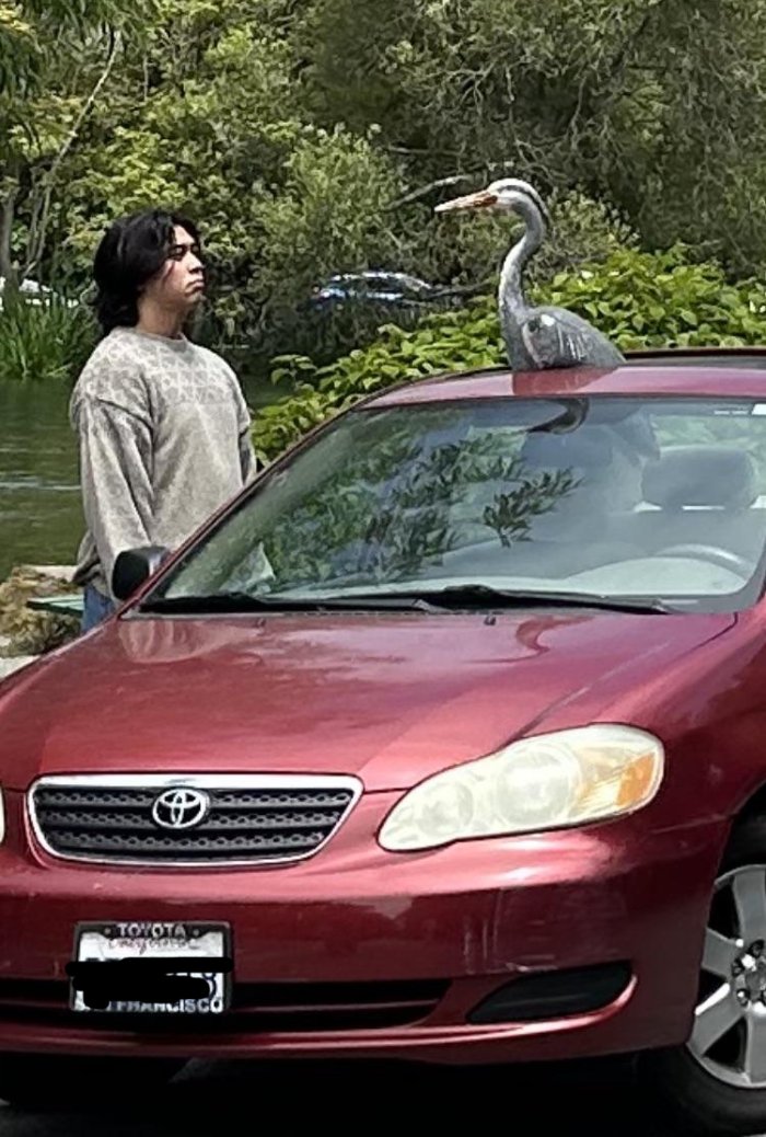 heron in car
