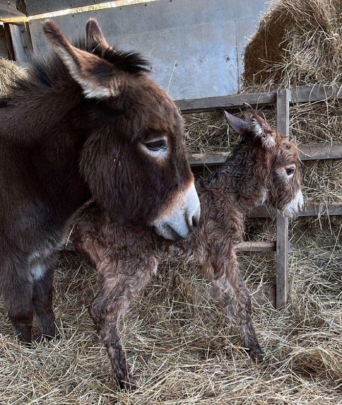 baby donkey