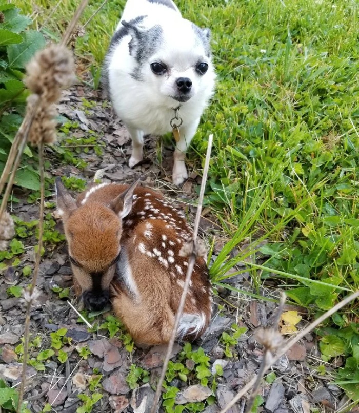 chihuahua and deer