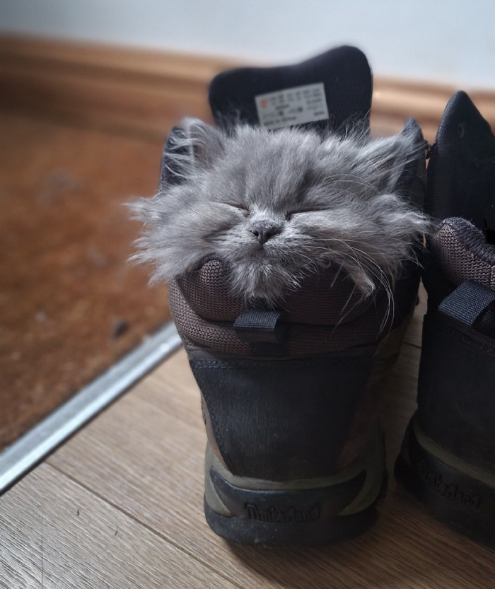 cat sleeps in boot