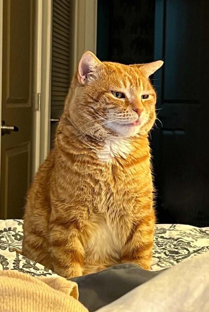 garfield real life cat