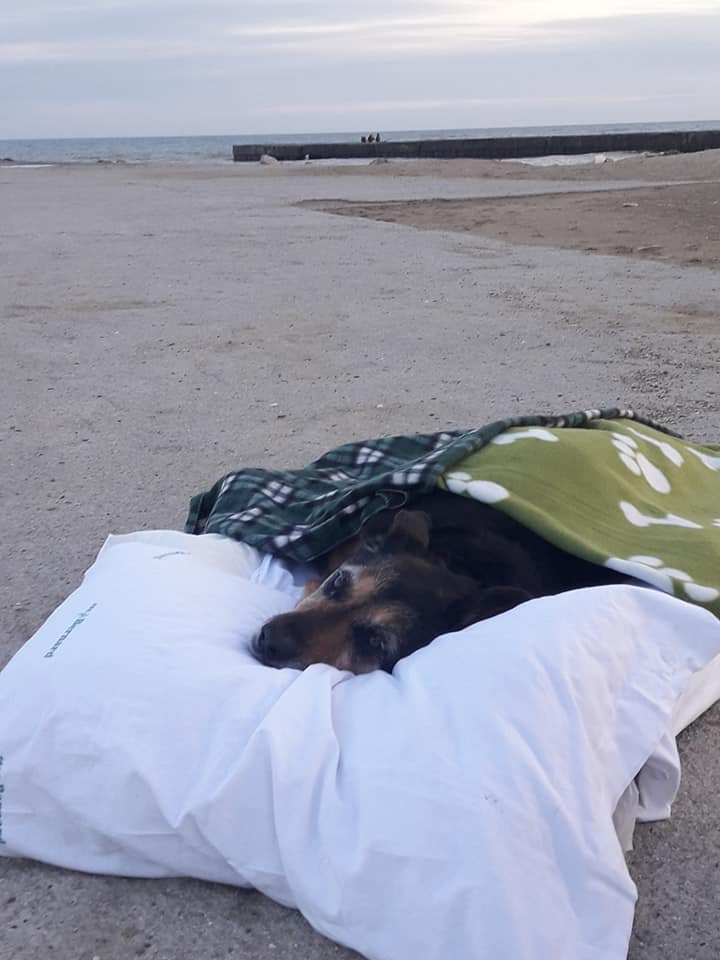 dog goodbye beach ocean