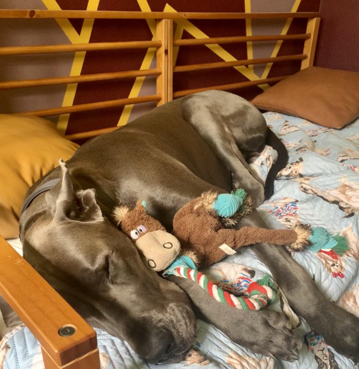nap time with horsey
