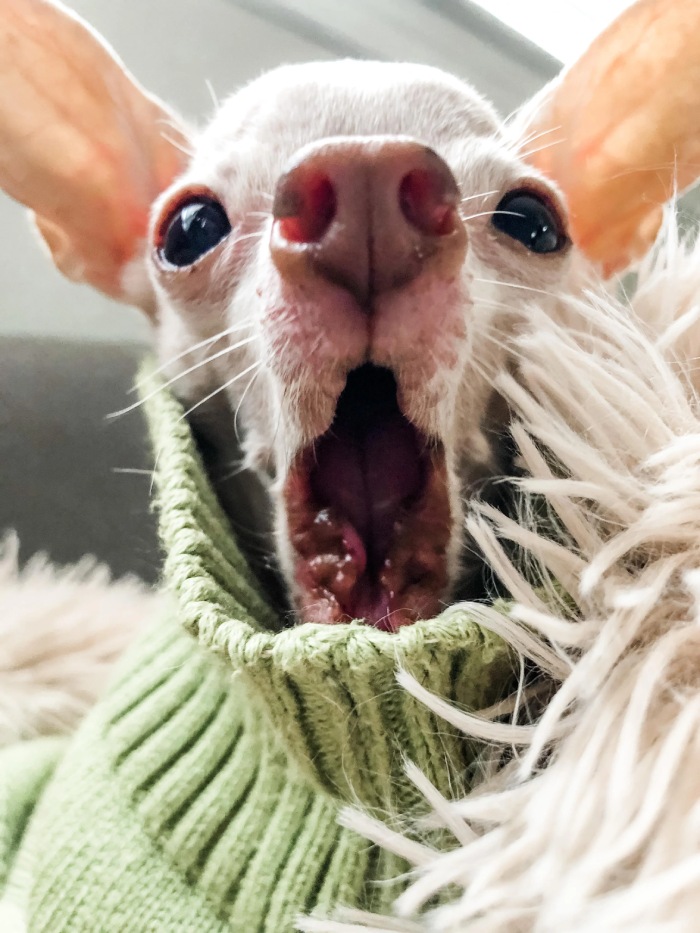 chihuahua no teeth yawning
