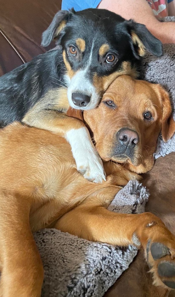 best friends dogs