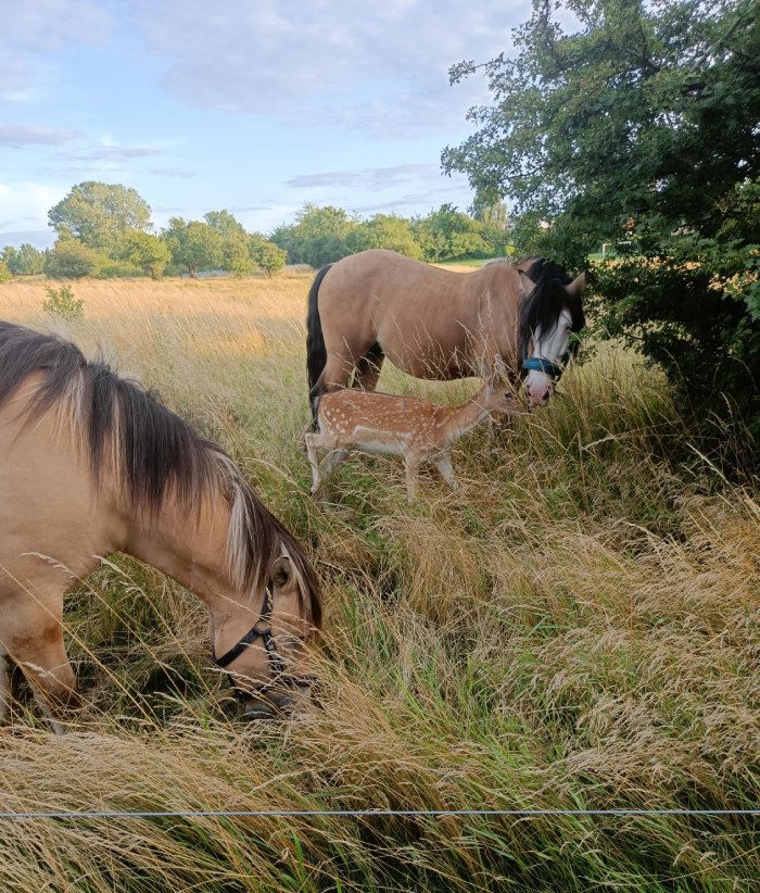 fawn and horses