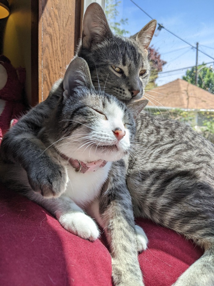 catss