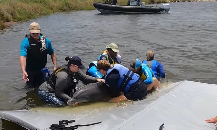 dolphin and baby rescued from pond