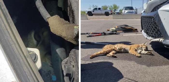 bobcat in car