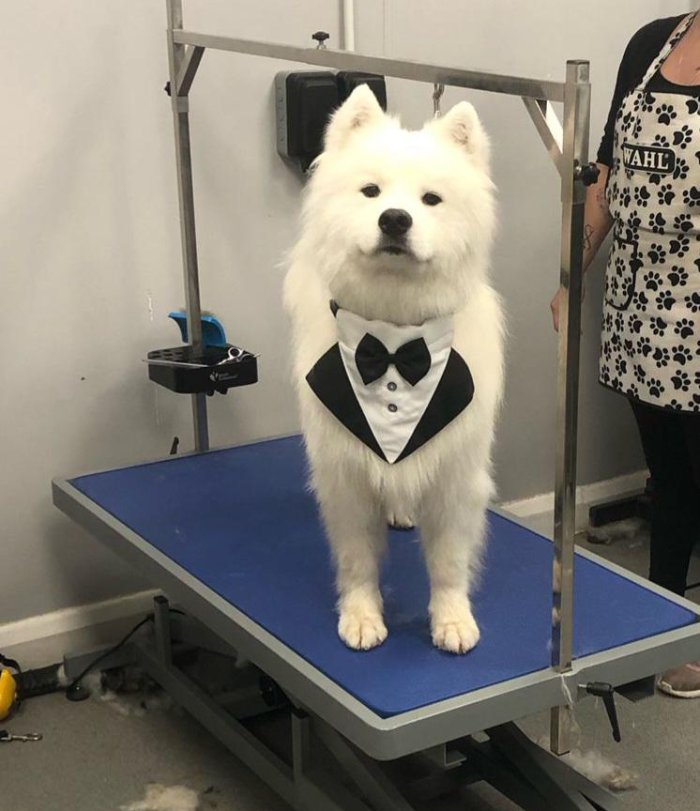 dog best man wedding