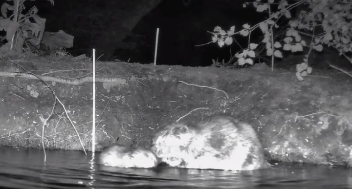 baby beaver born UK