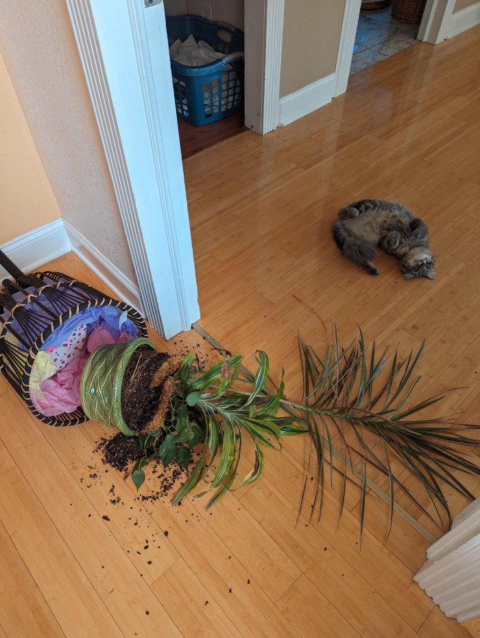 cat breaks plant