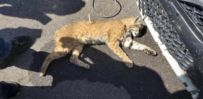 bobcat in car