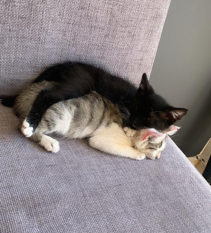 cat on cat