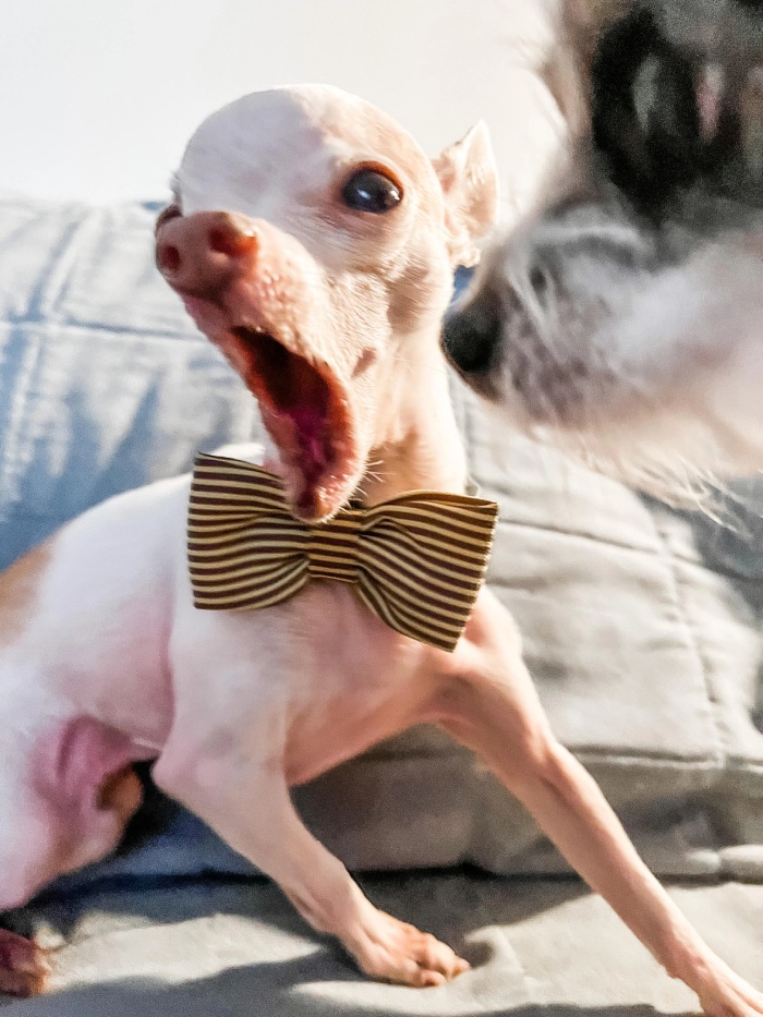 chihuahua no teeth yawning