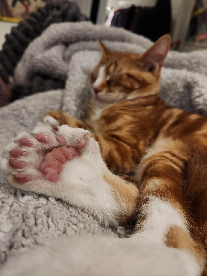 cat extra toes