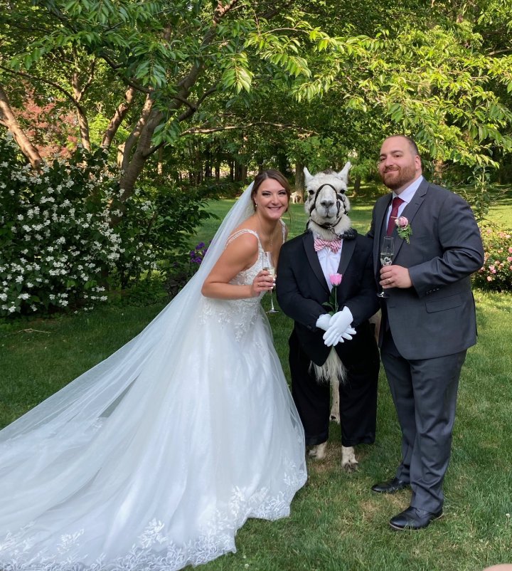 llama dressed as best man wedding