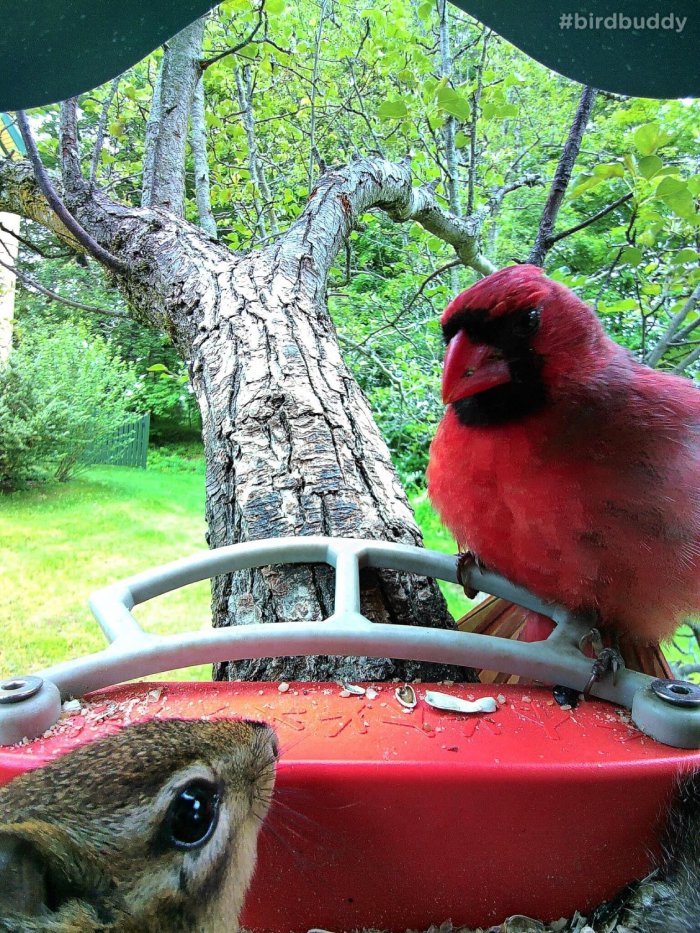 cardinal and chipmunk share feeder